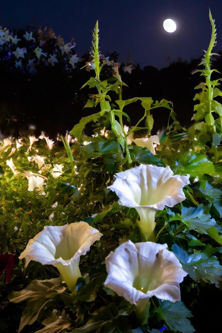 Enchanted Blossom Symphony: Nature's Melody